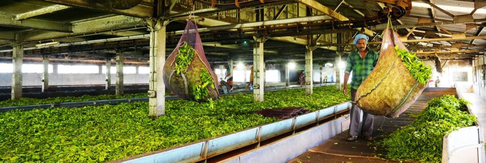 tea factory & tea museum ooty tamil nadu 2 attr hero
